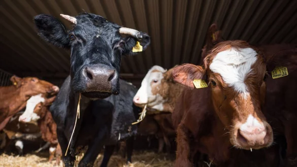 - &copy; Oliver Dietze/dpa