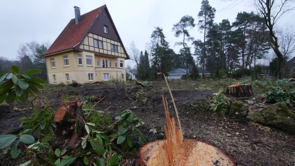 Die alten Rhododendren im Garten sind schon nicht mehr zu retten. Eine Petition versucht nun wenigstens das Haus im Nibelungenweg 24 vor dem Abriss zu bewahren. - © Jost Wolf