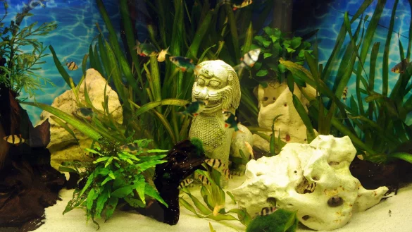 Aquarienpflanzen brauchen Pflege - &copy; Foto: Caroline Seidel/dpa-tmn/dpa