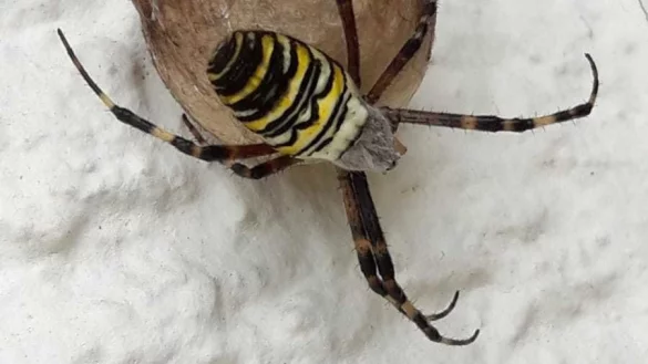 Direkt neben der Haust&uuml;r von Familie M&uuml;hlberger sitzt diese Wespenspinne auf einem Kokon. - &copy; Karin Prignitz