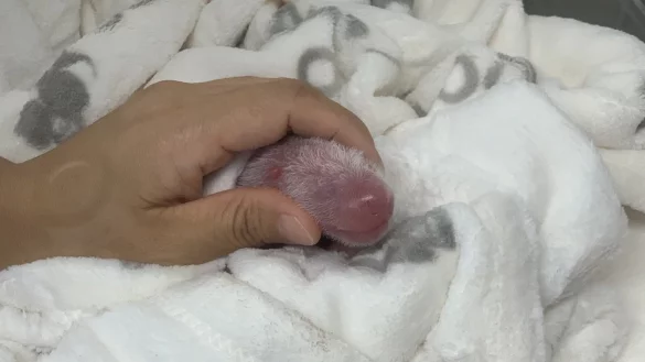 Erstversorgung - &copy; Foto: Zoo Berlin/Zoologischer Garten Berlin