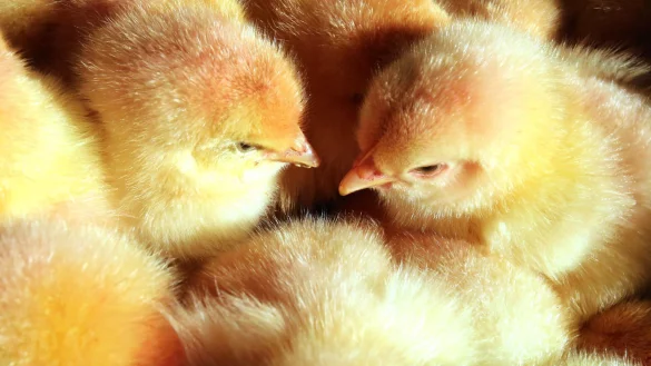 M&auml;nnliche K&uuml;ken - &copy; Foto: Bernd W&uuml;stneck/zb