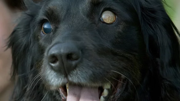 Riechen statt sehen - &copy; Foto: Friso Gentsch