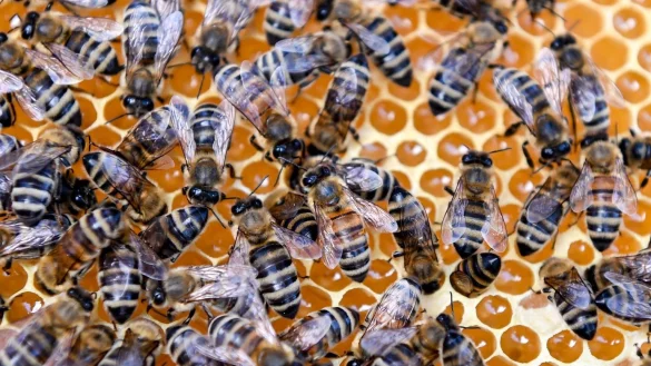 Britische Imker gegen Import von Bienen - &copy; Foto: Jens Kalaene/dpa-Zentralbild/dpa/Archiv