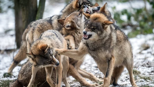 Meist im Rudel anzutreffen: Wolfsfamilien wie diese in Mecklenburg-Vorpommern k&ouml;nnte es bald auch in NRW geben. - &copy; dpa