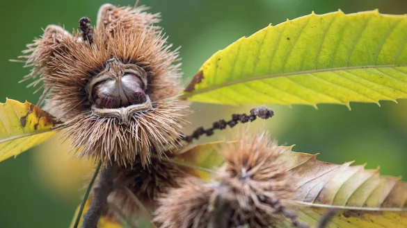 Edelkastanie - &copy; Foto: Sebastian Gollnow/dpa