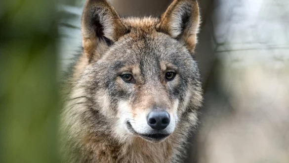 Wolf - &copy; Foto: Bernd Thissen
