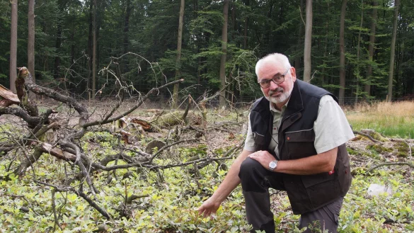Eine Wissenschaft f&uuml;r sich: Was f&uuml;r den Laien wie Kahlschlag aussieht, hat System. G&uuml;nter Harmel erkl&auml;rt das Prinzip der Neuanlage von Eichenw&auml;ldern im Beller Forst.&nbsp; - &copy; Tanja Andersen