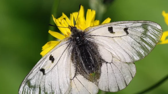 Schmetterling - &copy; Foto: Thomas Gundelach/dpa
