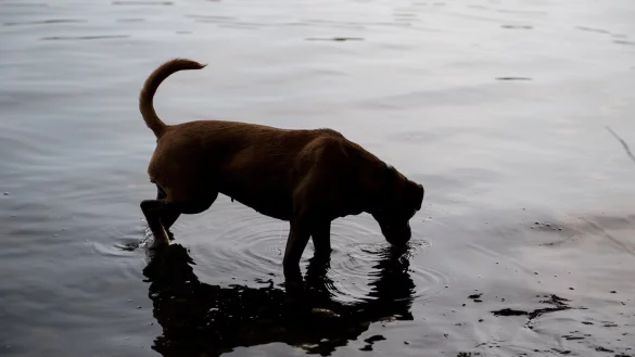 Hund am See - &copy; Foto: Robert G&uuml;nther/dpa-tmn