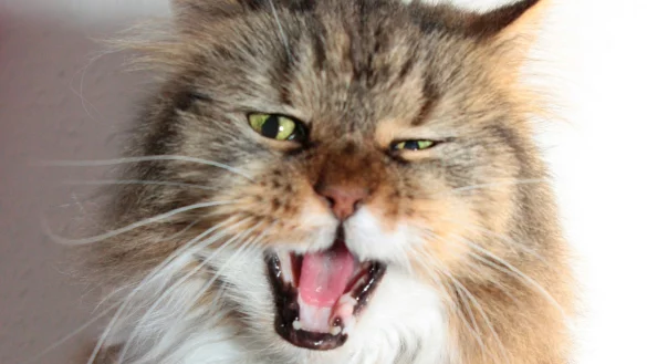 Katze - &copy; Foto: Mascha Brichta/dpa-tmn