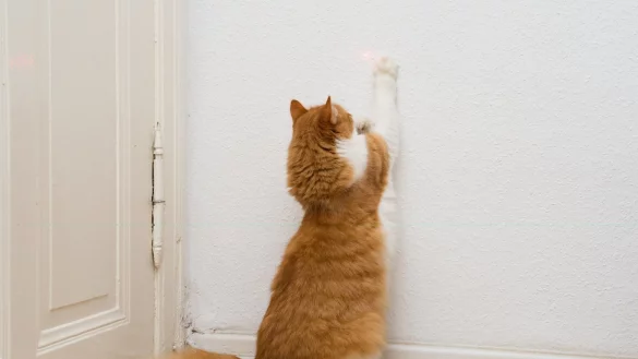 Laserpointer-Spiel - &copy; Foto: Andrea Warnecke