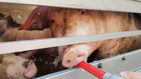 Das Foto der Polizei zeigt&nbsp;Schweine&nbsp;in einem Tiertransport, die von der Feuerwehr mit Wasser versorgt werden. - &copy; Polizei Dortmund