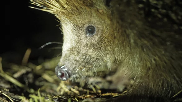 Der kleine Igel Hazel hat großes Glück gehabt: Ohne Familie Kaiser aus Detmold würde er jetzt nicht mehr leben. - © Robin Jähne
