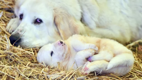 Pyren&auml;enberghunde - &copy; Foto: Patrick Pleul