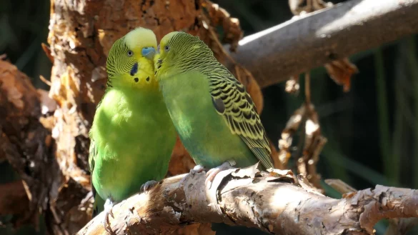 Wellensittiche - &copy; Foto: Andrea Warnecke