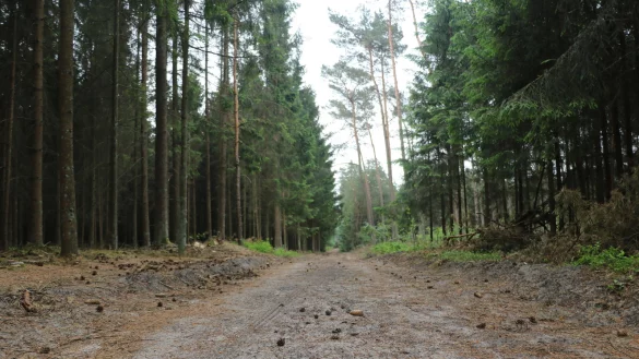 Der Augustdorfer Dünenpfad. - © Guntmar Wolff