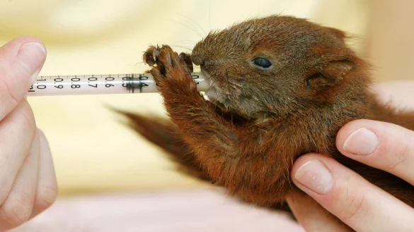 Eichh&ouml;rnchen-Baby - &copy; Foto: Bernd Settnik