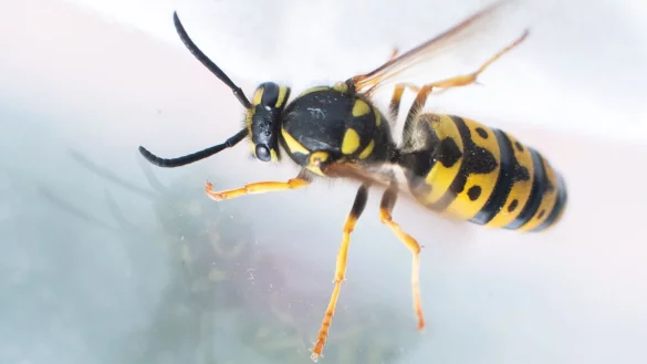 Wespen im August - &copy; Foto: Julian Stratenschulte/dpa/dpa-tmn