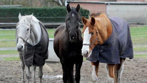 Pferde - &copy; Foto: Ingo Wagner