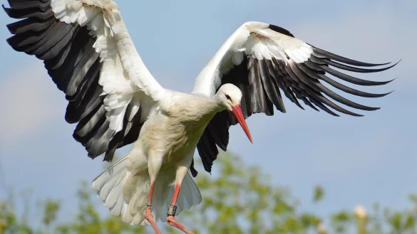 - &copy; Symbolfoto Pixabay