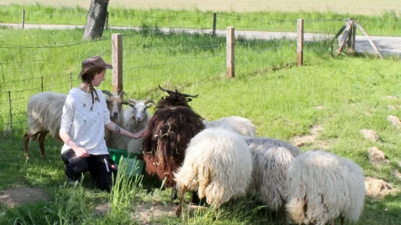 Sch&auml;ferin Pia V&ouml;lker mit einigen ihrer Schafe auf der Fl&auml;che am Heimathof. Das war noch vor den Angriffen. - &copy; Helmut Depping
