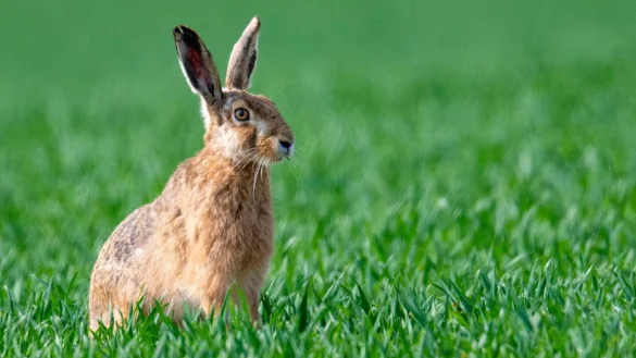 Feldhasen - &copy; Foto: Boris Roessler/dpa