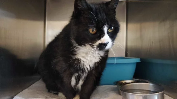 Madame Poutine sucht ein liebevolles Zuhause. - &copy; Tierheim Detmold