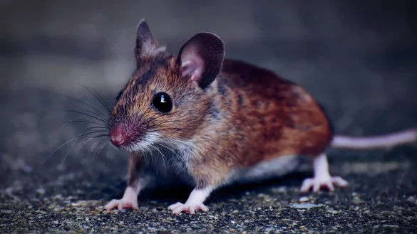 Unter anderem einen kleinen Nager haben die Kontrolleure entdeckt (Symbolbild). - &copy; Pixabay