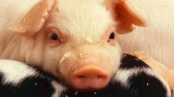 - &copy; Symbolbild Pixabay