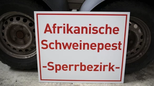 Afrikanische Schweinepest in Deutschland - &copy; Foto: Frank Rumpenhorst/dpa