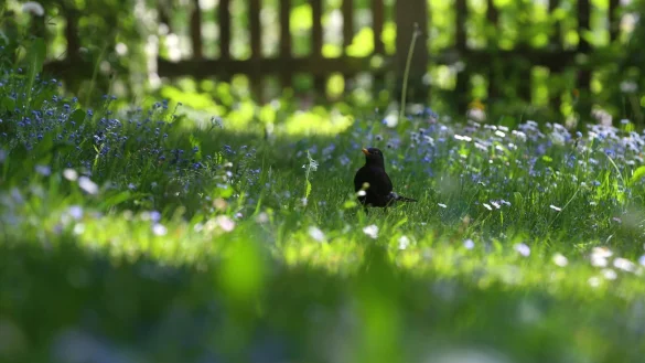 Artenvielfalt f&ouml;rdern - &copy; Foto: Karl-Josef Hildenbrand/dpa-tmn