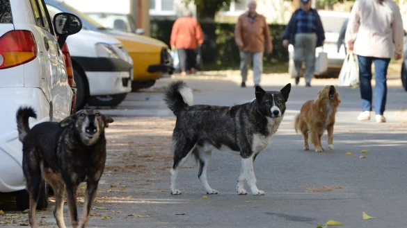 Streunende Hunde - &copy; Foto: Jens Kalaene