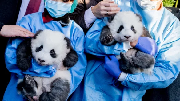 Panda-Zwillinge - &copy; Foto: Christoph Soeder/dpa