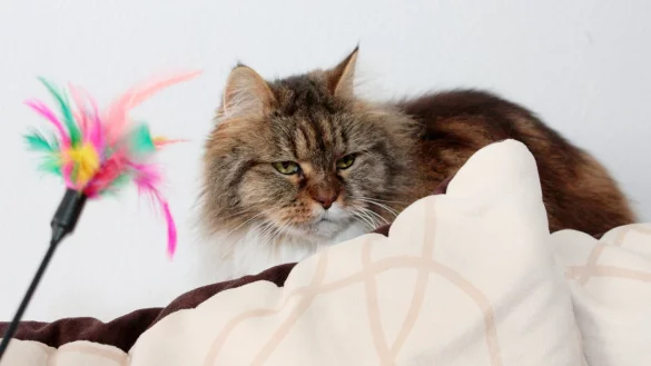 Lustlosigkeit - &copy; Foto: Mascha Brichta/dpa