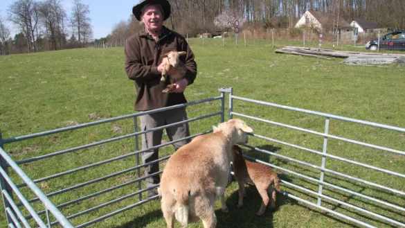 Ulf Helming h&auml;lt eines der beiden L&auml;mmer im Arm, die Anfang der Woche geboren wurden. Die Kleinen tanzen schon recht munter um das Muttertier herum. - &copy; Dieter Asbrock