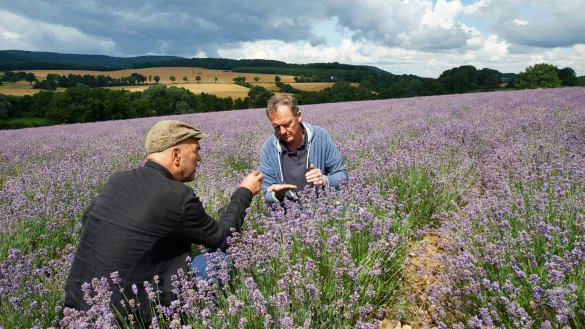Axel Meyer (l), Gr&uuml;nder der Duft-Manufaktur Taoasis, und Landwirt Martin Meiwes pr&uuml;fen einem Lavendelfeld in Fromhausen ihr gemeinsam betriebenes Lavendelfeld. - &copy; dpa
