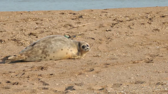 Kaspische Robbe - &copy; Foto: NABU/dpa