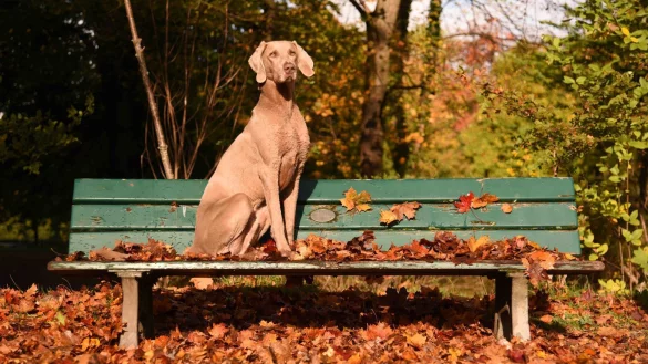 Hund auf einer Parkbank - &copy; Foto: Amelie Geiger/dpa