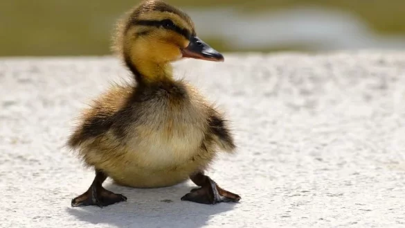 Die Enten &uuml;berstanden den Unfall ohne Blessuren. - &copy; Pixabay