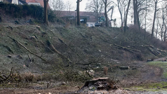 Ein Haufen Holz: Am Rande des Vattiparks stapeln sich die St&auml;mme von den B&auml;umen, die im dahinter liegenden Vattipark gef&auml;llt worden sind. Im Hintergrund ist das Niederntor zu erkennen. - &copy; Torben Gocke