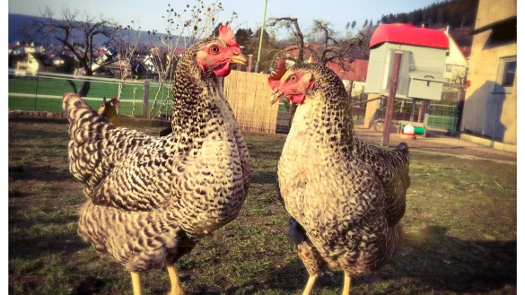 H&uuml;hner in Schwalenberg - &copy; Maren Brettmeier