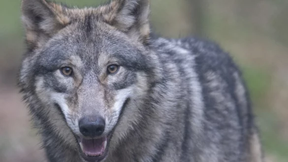 Bundesrat erleichtert Abschuss von W&ouml;lfen - &copy; Foto: Boris Roessler/dpa