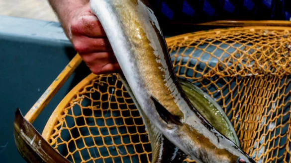 Angler mit Aal - &copy; DPA