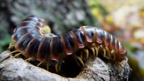 Der gro&szlig;e Skolopender ist aggressiv und vor allem giftig. - &copy; Pixabay