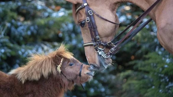 Pferd und Pony - &copy; Foto: Steve Parsons