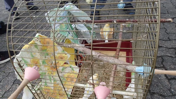 Das sind die geretteten V&ouml;gel. - &copy; Daniel Hobein