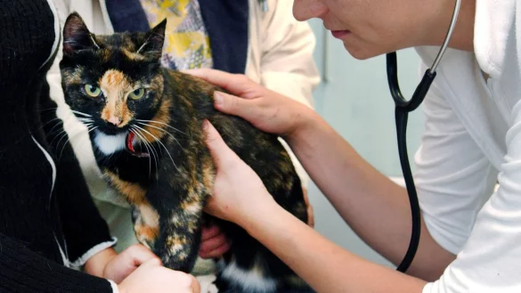 Katze beim Tierarzt - &copy; Foto: Patrick Pleul/dpa