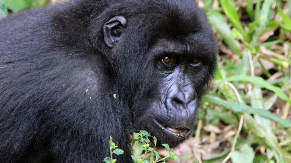 Berggorilla - © Foto: Jürgen Bätz