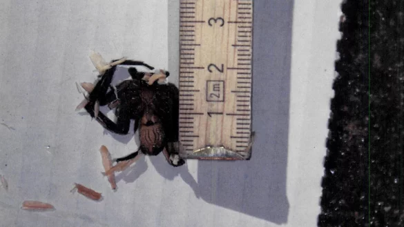 Die im Bananenkarton gefundene tote Spinne.